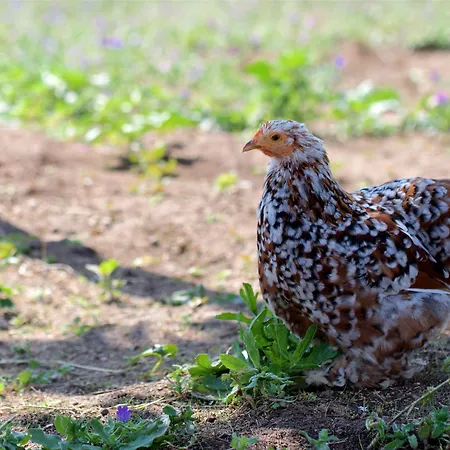 Grand De Cala Rossa&spa Nucca Hotel Cala Rossa
