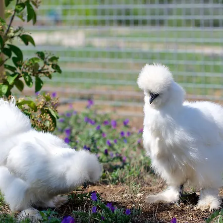 فندق Grand De & Nucca