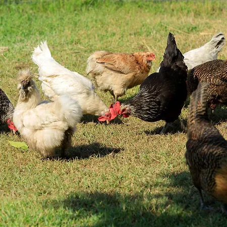 Grand De & Nucca Отель 5*