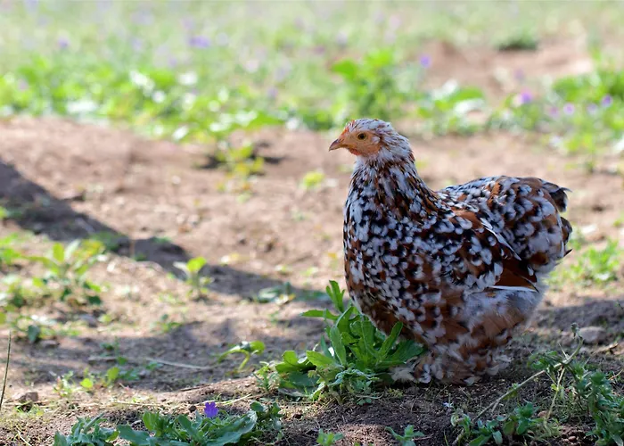 Grand De Cala Rossa&spa Nucca Hotel Cala Rossa